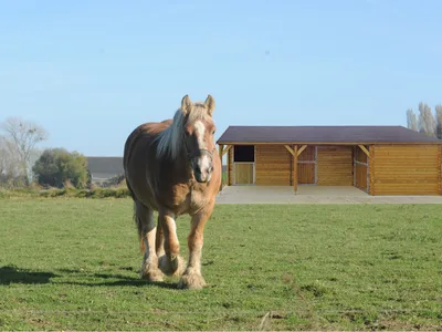 Fenil + 2 boxes pour chevaux - Fenil pour chevaux